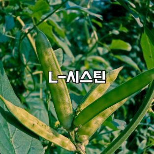 l-시스틴